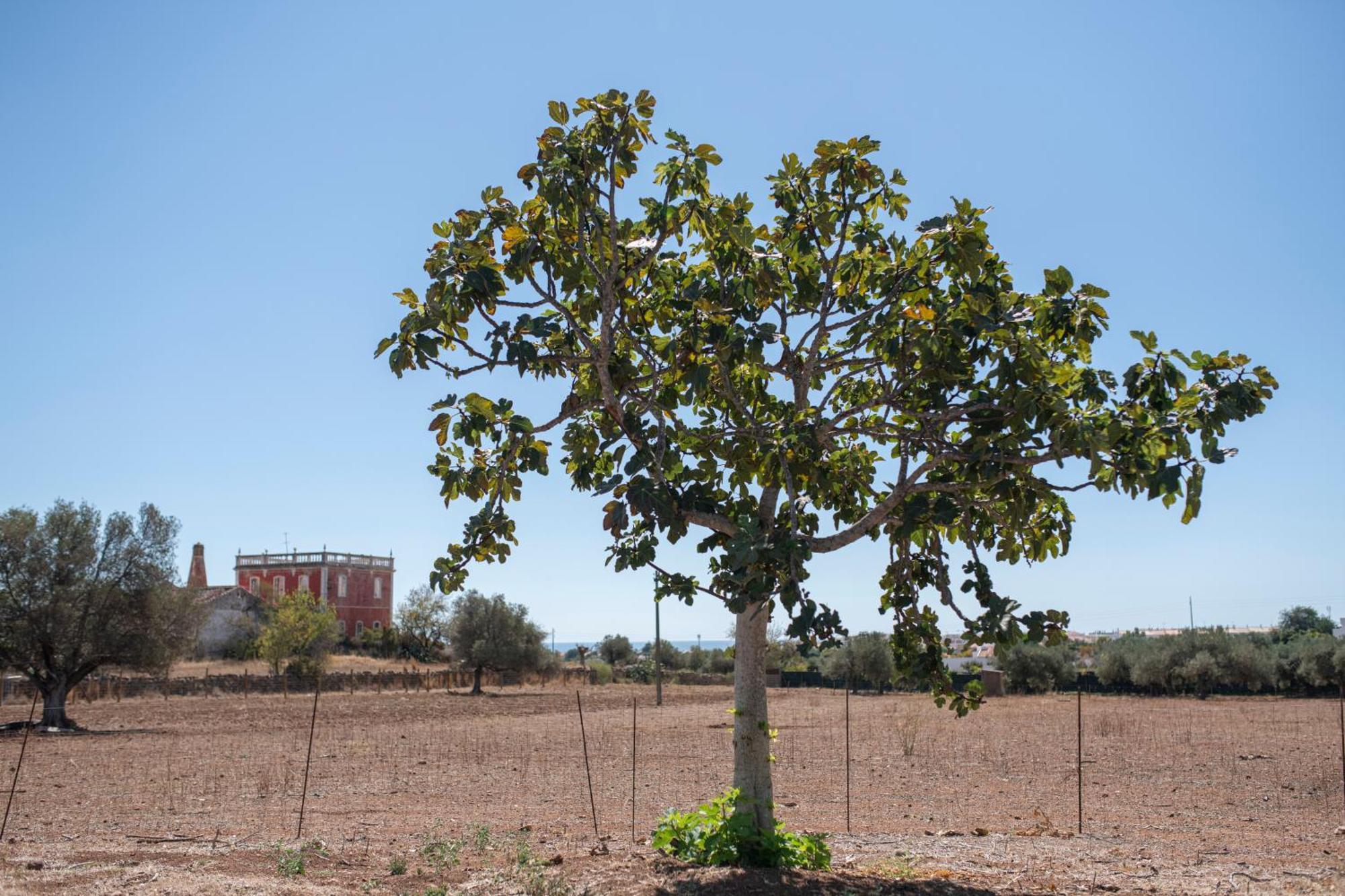 Quinta Castor Holiday home