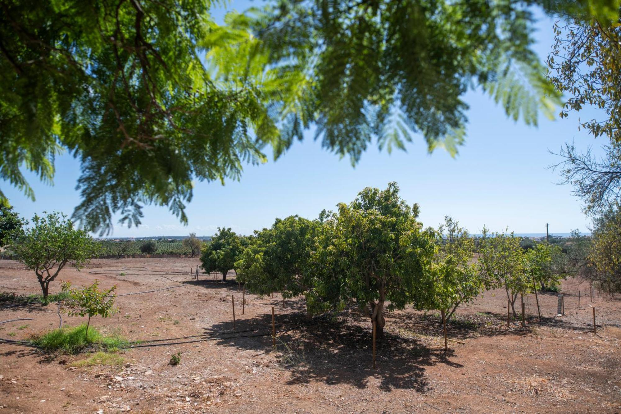 Quinta Castor