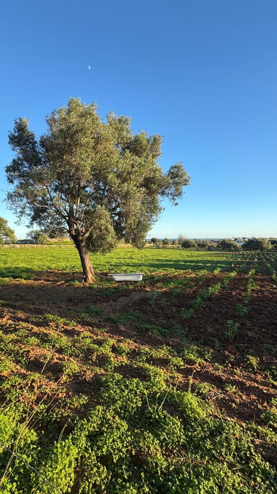 Holiday home Quinta Castor
